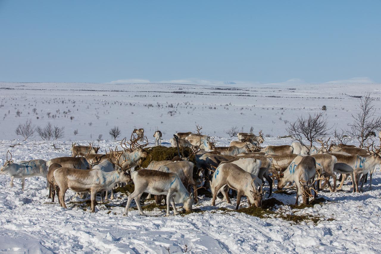 Osman Kelohovi Villa Utsjoki Luaran gambar